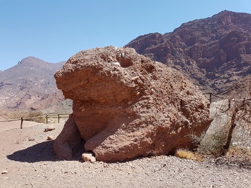 The Frog from the side