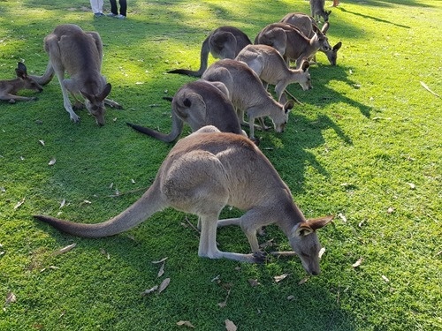 Lined up in the shadow of a tree