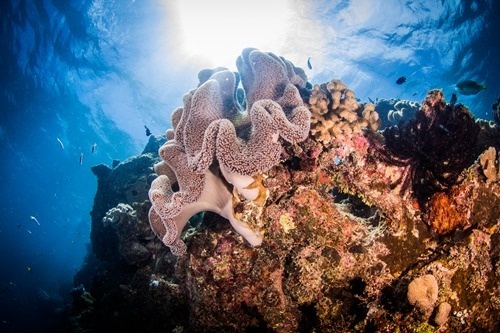 Another great coral shot