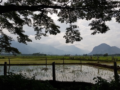 Paddy fields