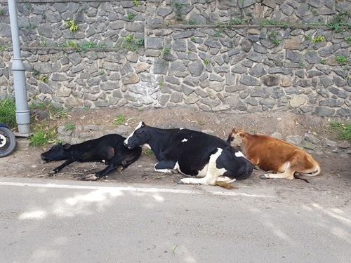 Cows relaxing