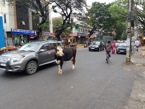 Cow negotiating traffic