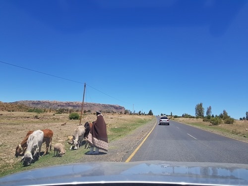 A shepherd by the road