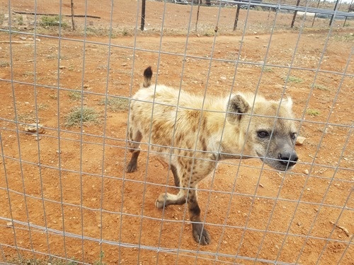 A spotted hyena