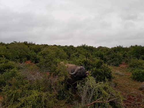 A Cape buffalo