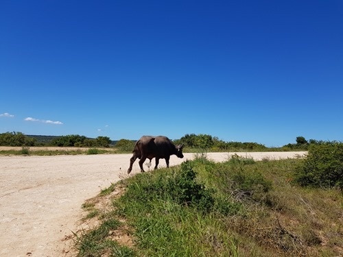 Another Cape buffalo