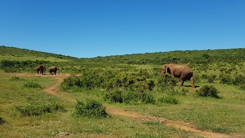 Meeting at the watering hole