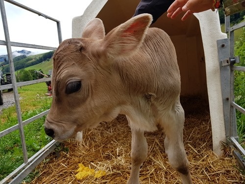 Baby cow on its feet