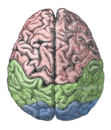 Cerebral lobes