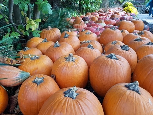 Pumpkins