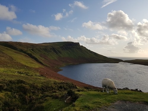 Sheep on Skye