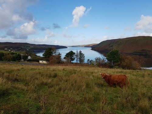 Highland cow on Skye