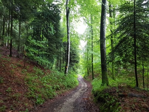 Walking in the woods