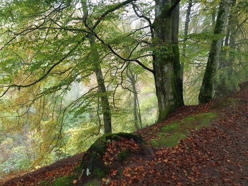 Walking through the Birks