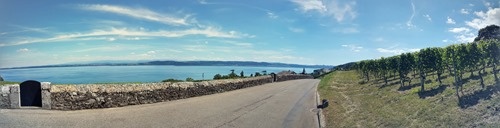 Vines up from the lake