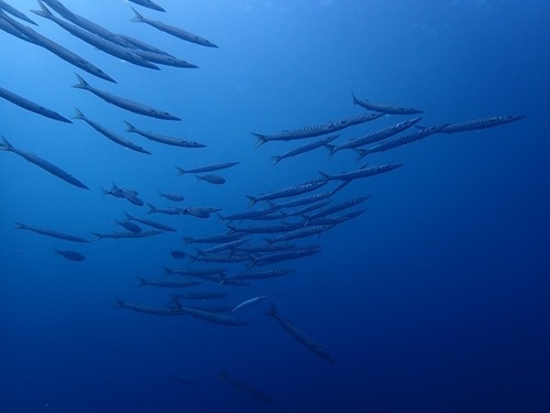 A shoal of barracuda