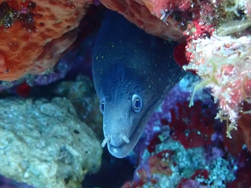 A moray eel