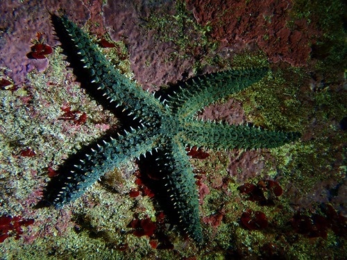 A glacier starfish