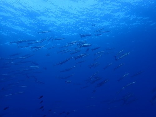 This time with a few tuna