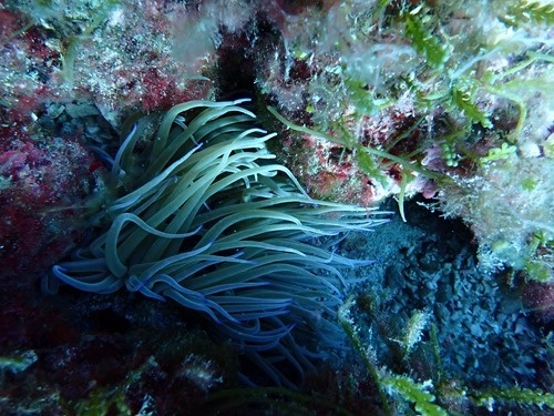 An anemone