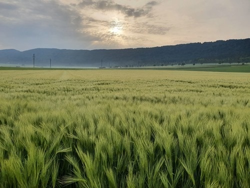 The field on one side