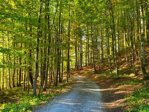 The walk through the woods