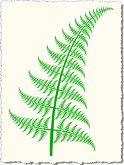 Slightly curved fern